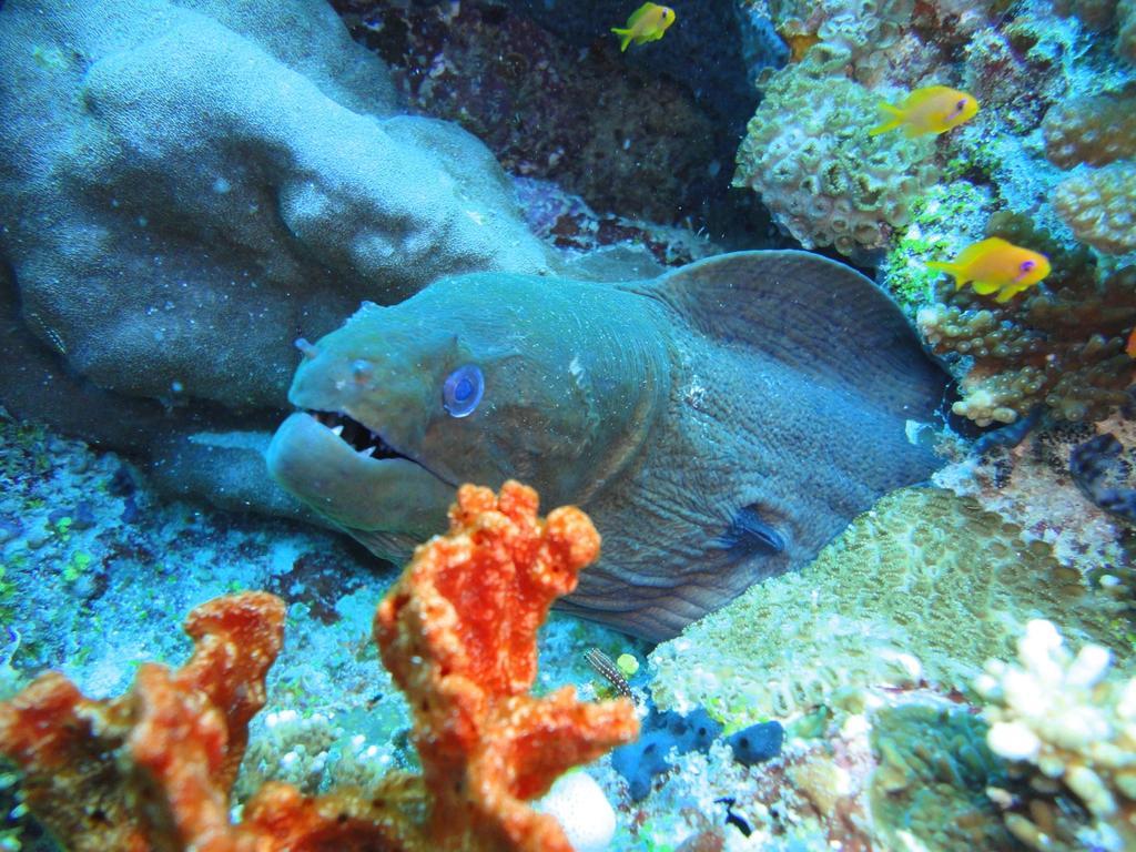 Chill Holidays Maldives Maamigili Dış mekan fotoğraf
