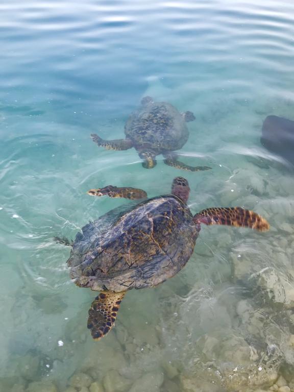 Chill Holidays Maldives Maamigili Dış mekan fotoğraf