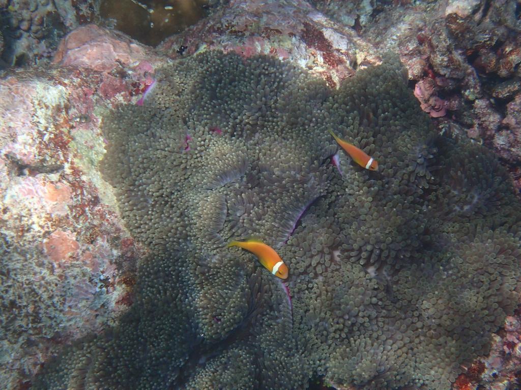 Chill Holidays Maldives Maamigili Dış mekan fotoğraf
